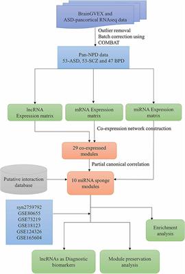 Inferring miRNA sponge modules across major neuropsychiatric disorders